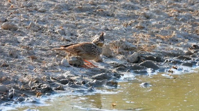 Thekla's Lark - ML647673048