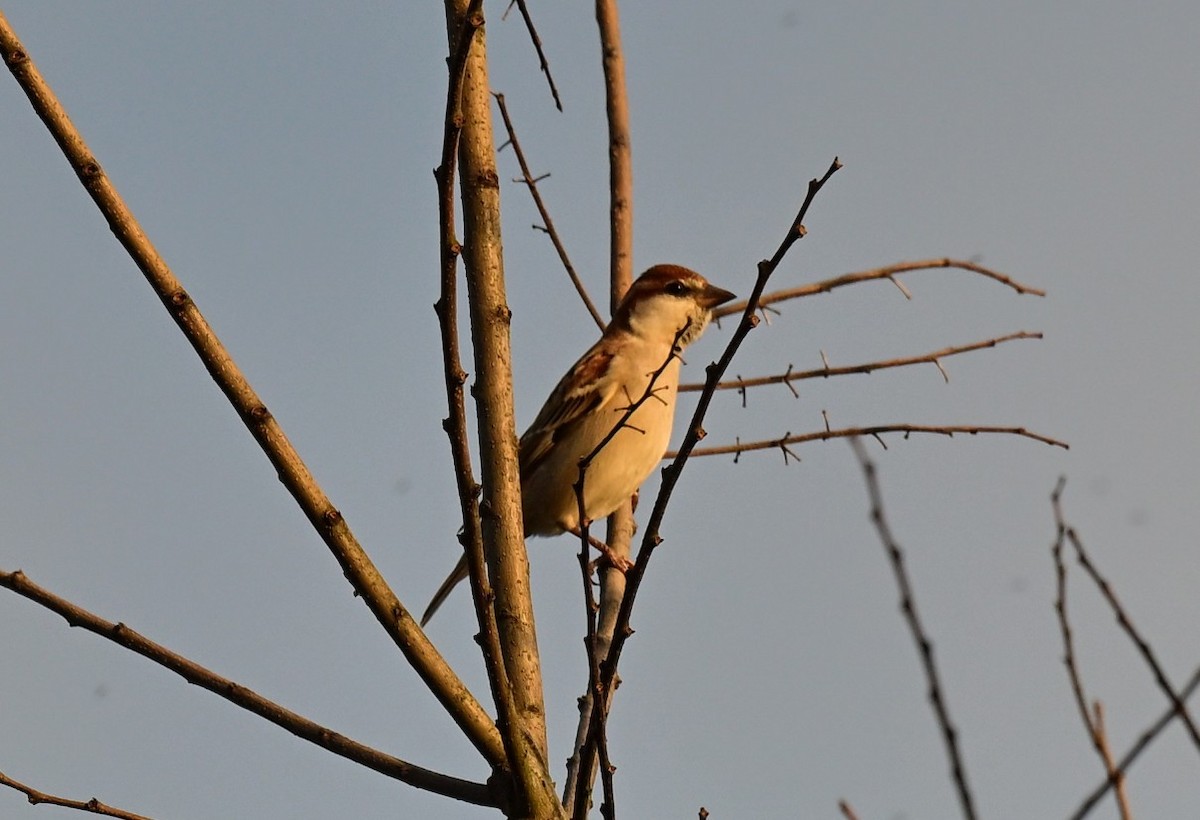 Горобець рудий - ML647673052