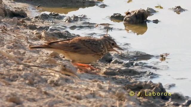 Crested Lark - ML647673053