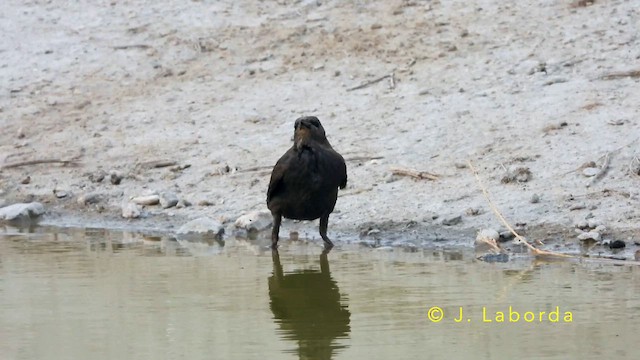 Spotless Starling - ML647673057