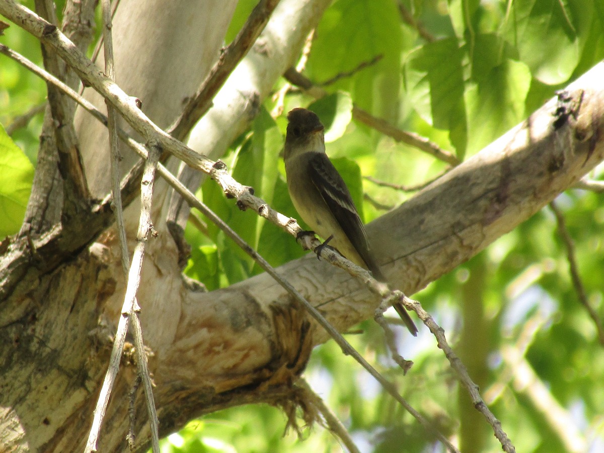 Western Wood-Pewee - ML647673066