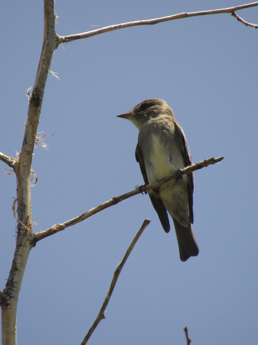 Western Wood-Pewee - ML647673068