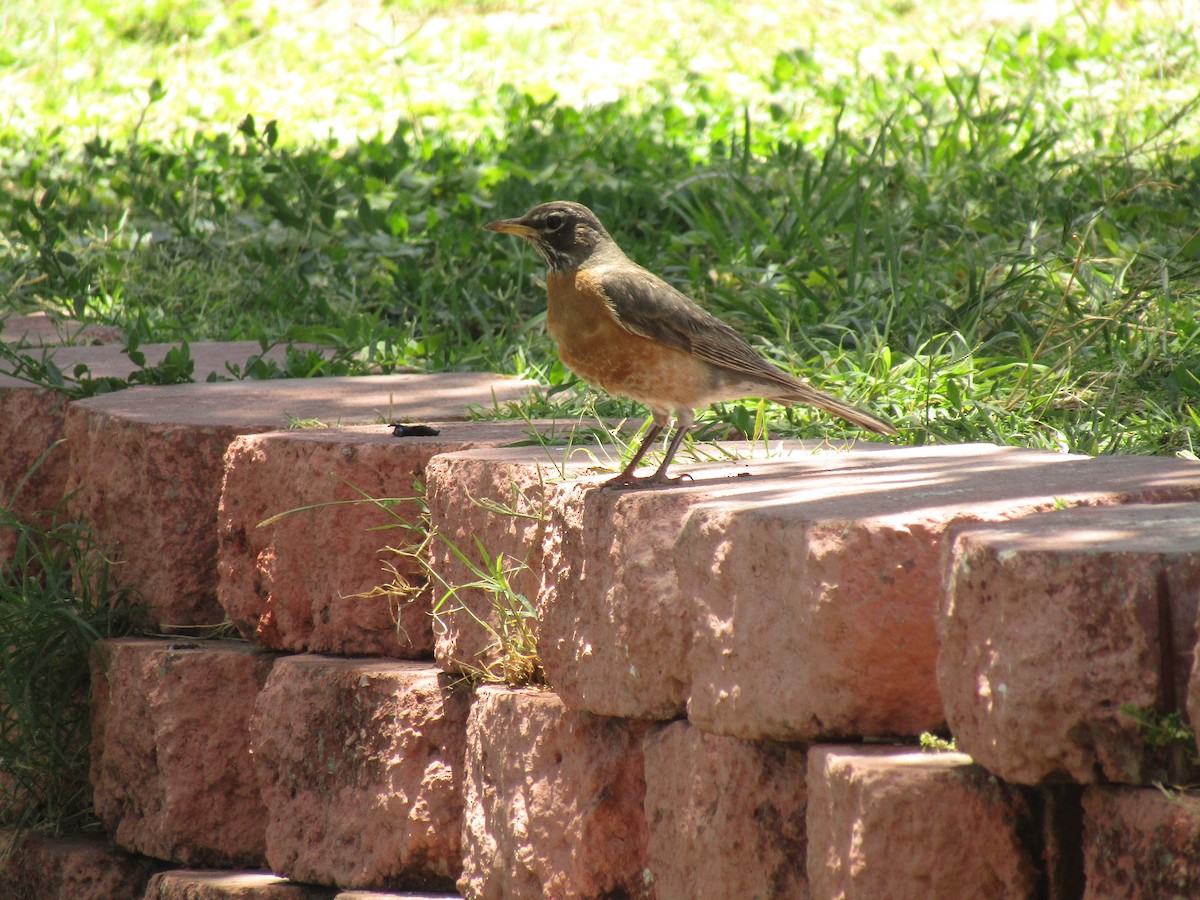 American Robin - ML647673073