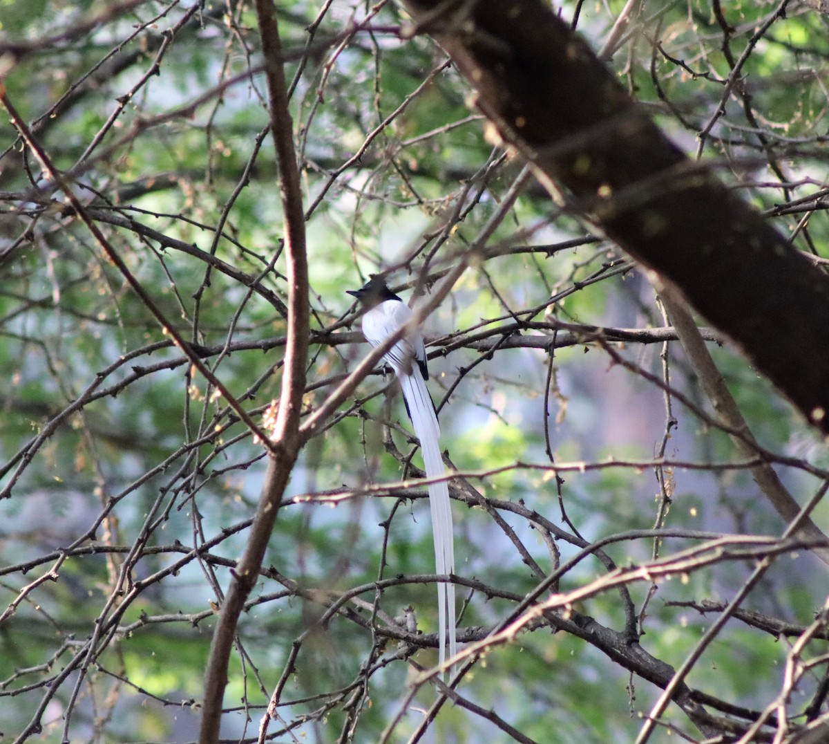 Tchitrec de paradis - ML647673078