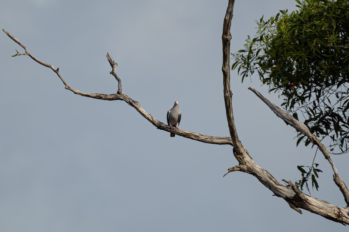 Yeşil Has Güvercin - ML647673081