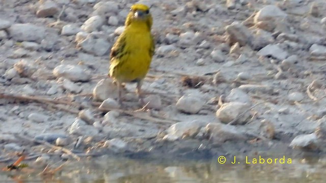 European Serin - ML647673092