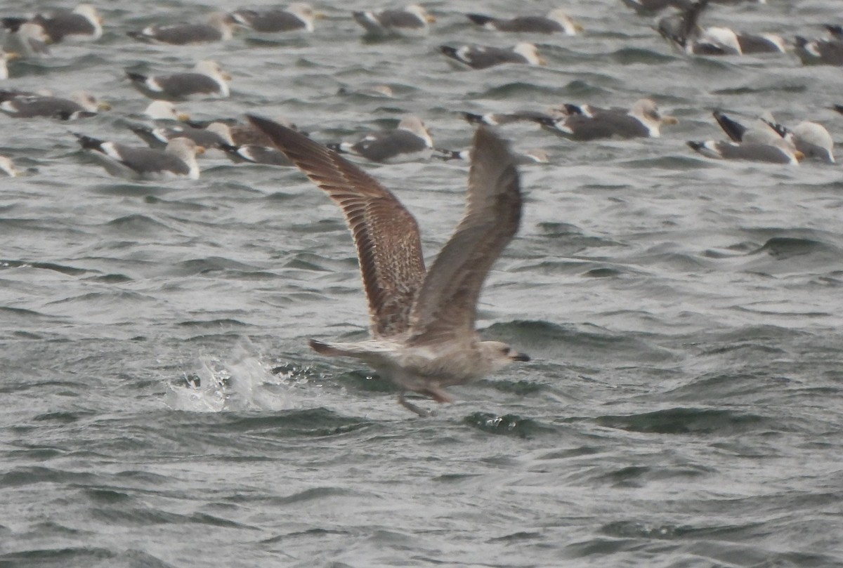 Kaio iluna - ML647673111