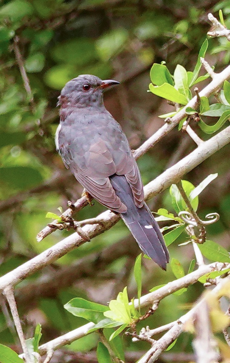 Gray-bellied Cuckoo - ML647673119