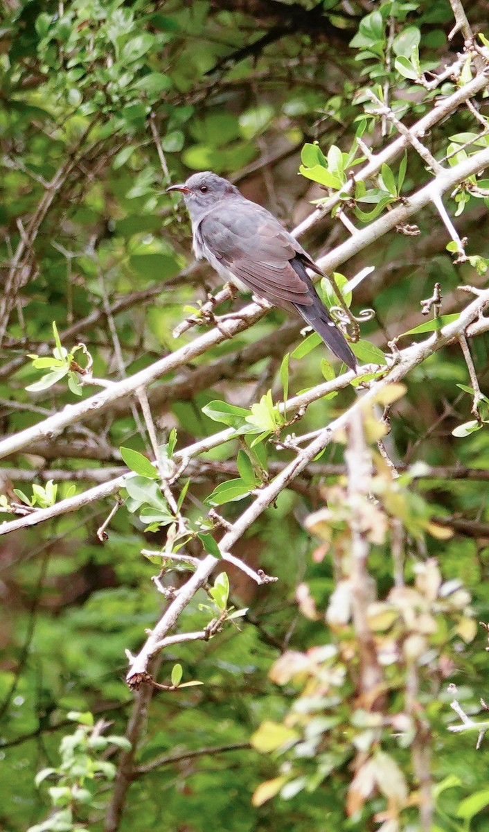 Gray-bellied Cuckoo - ML647673120