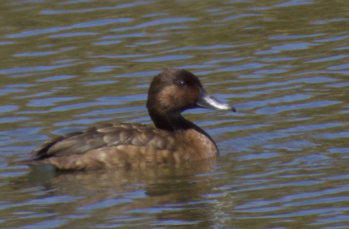 Hardhead - ML647673127