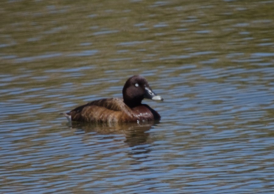 Hardhead - ML647673128