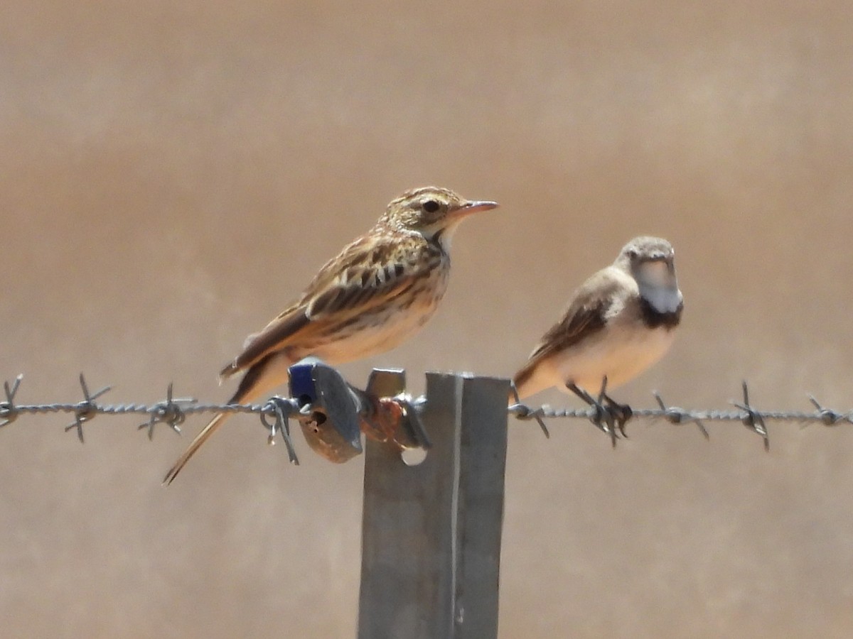 Australian Pipit - ML647673138