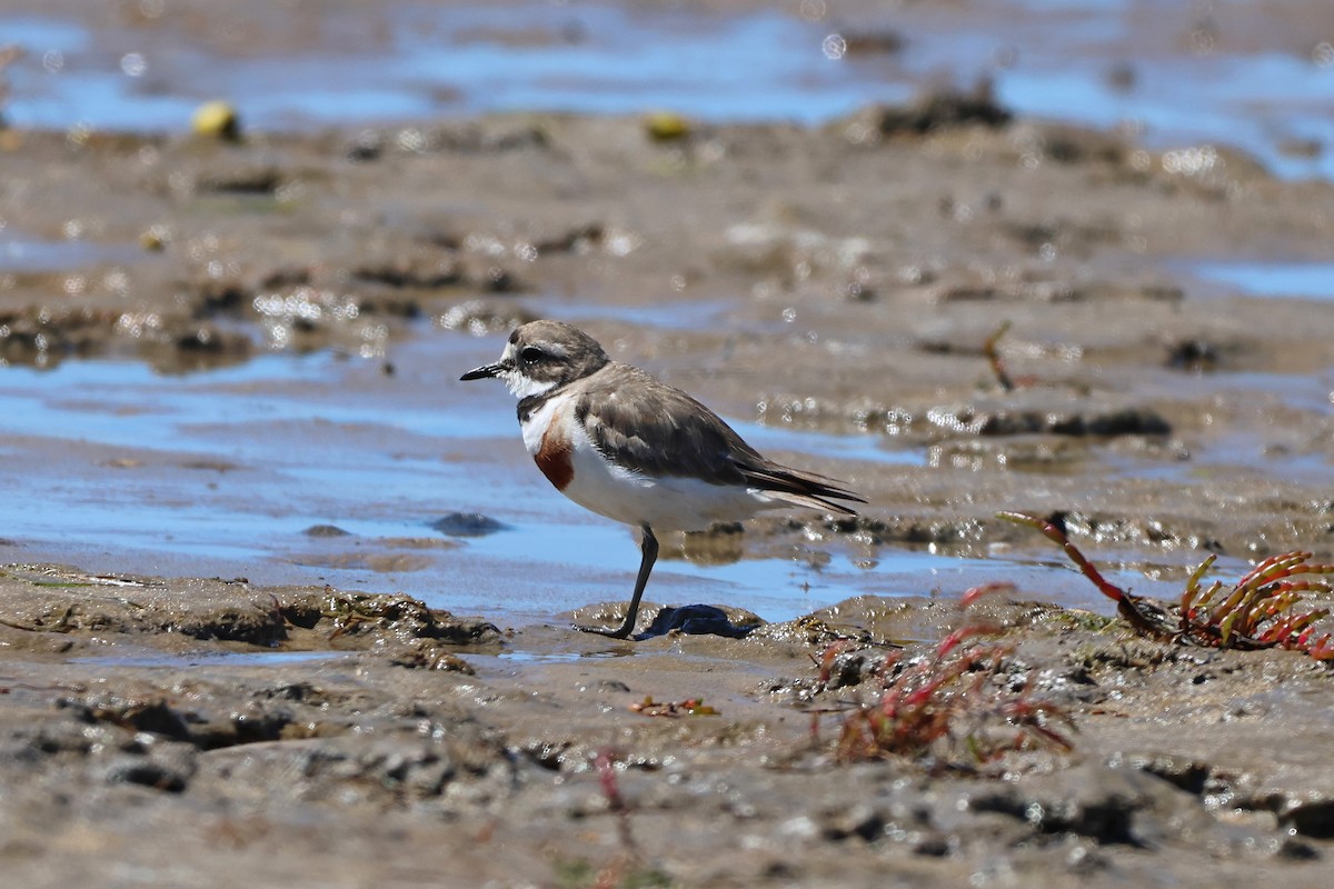 Double-banded Plover - ML647673140