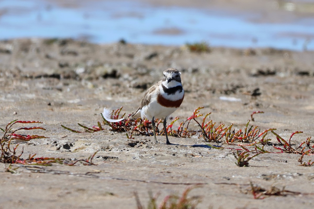 Double-banded Plover - ML647673141