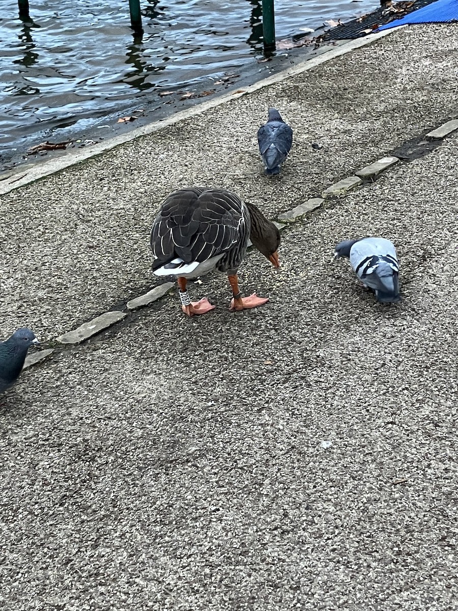 Antzara hankagorrizta - ML647673145