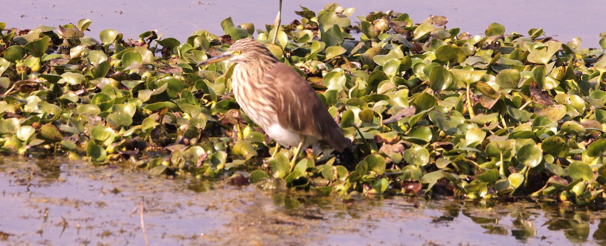 Garcilla India - ML647673146