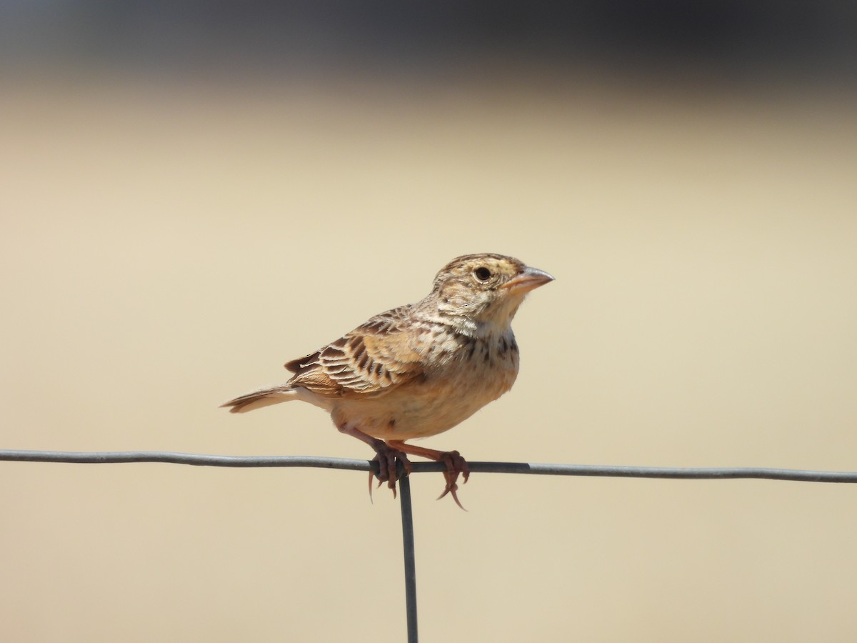 skřivan australasijský - ML647673154