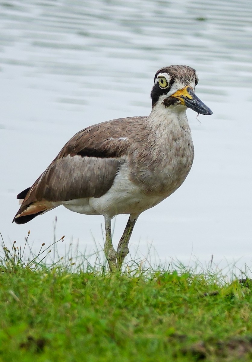 Great Thick-knee - ML647673186