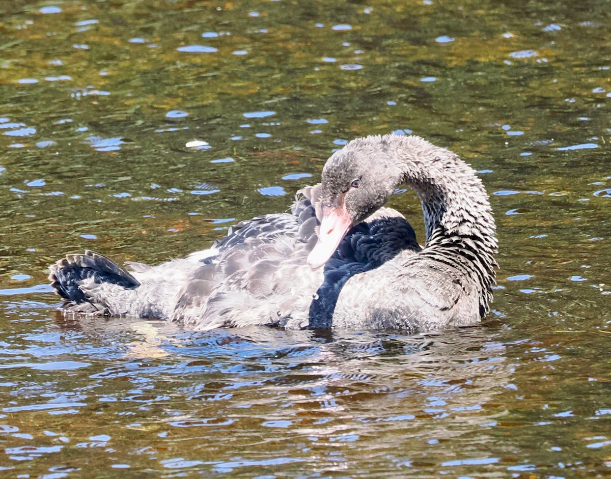 Cisne Negro - ML647673206