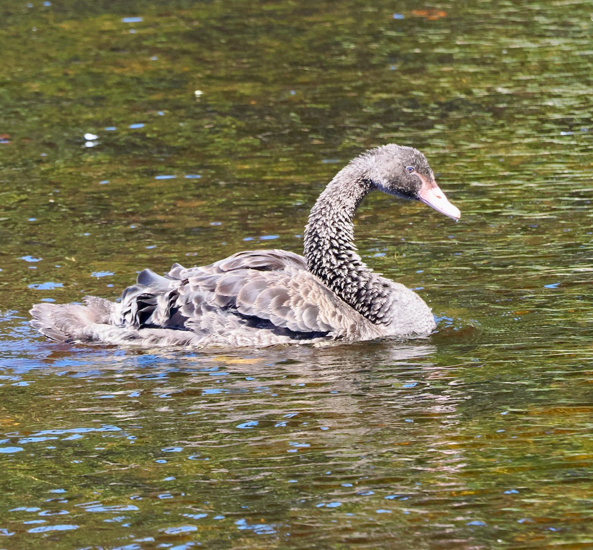Cisne Negro - ML647673207