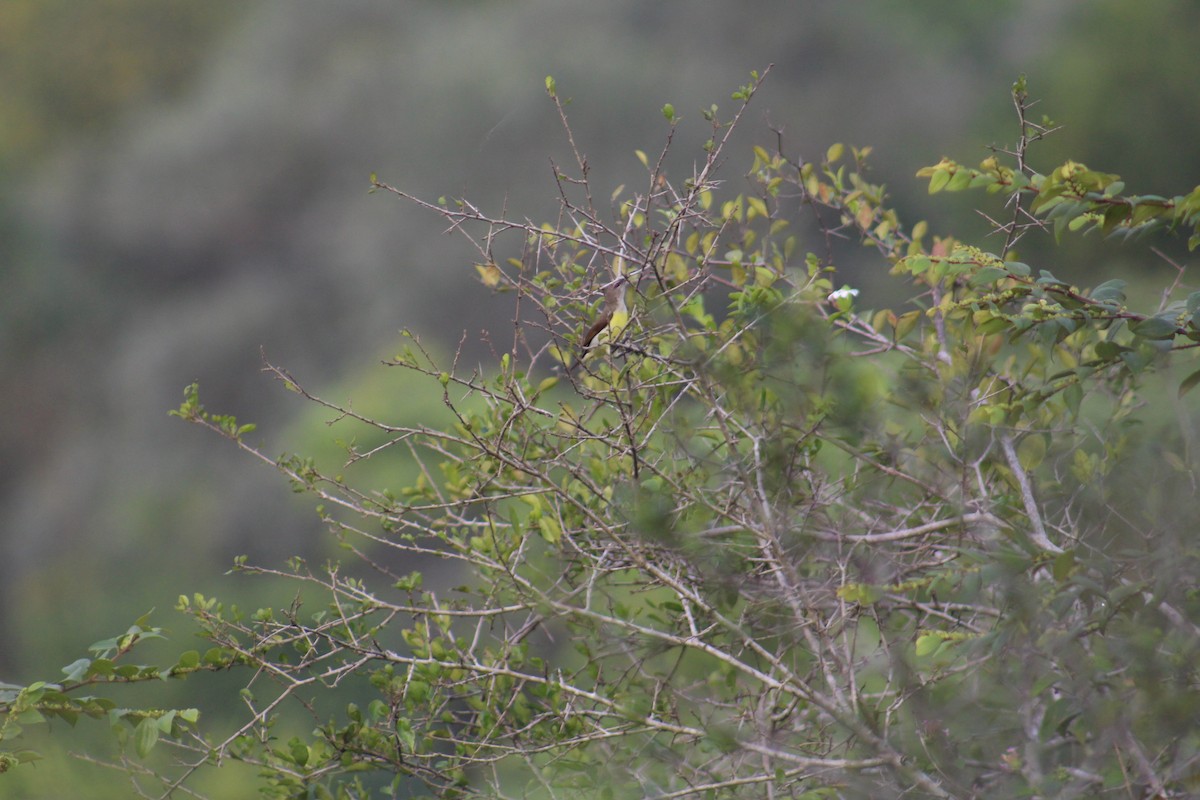 Suimanga Cingalés - ML647673212