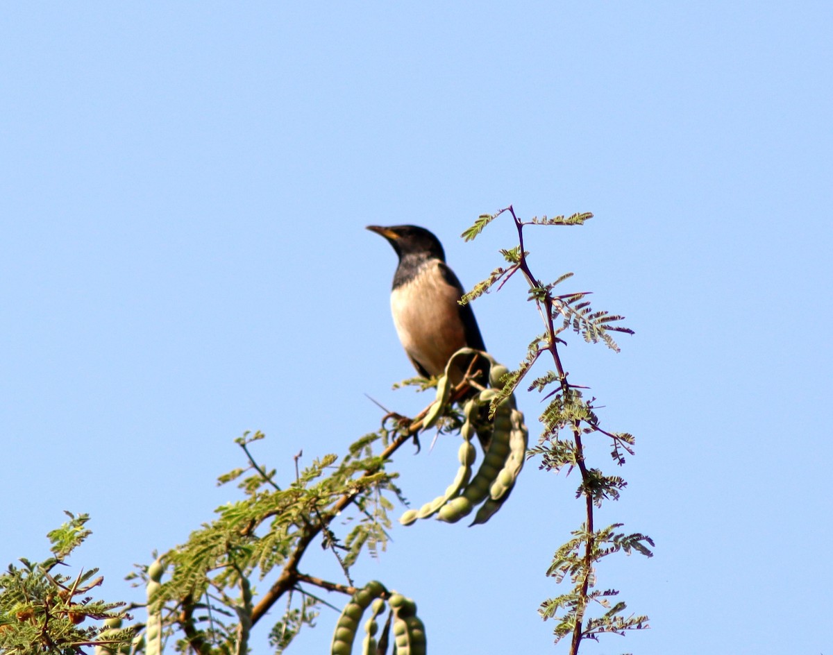 Estornino Rosado - ML647673213
