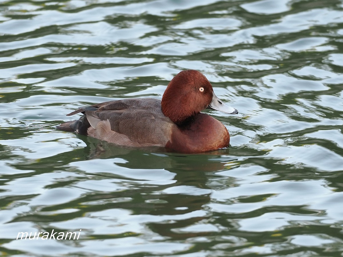 Porrón Europeo x Pardo (híbrido) - ML647673215