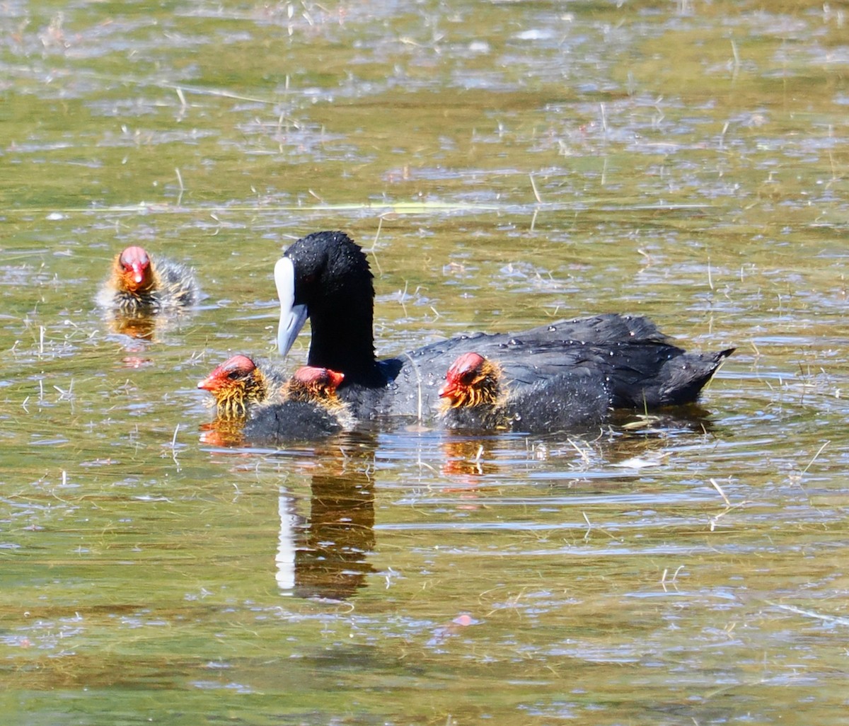 Focha Común - ML647673216