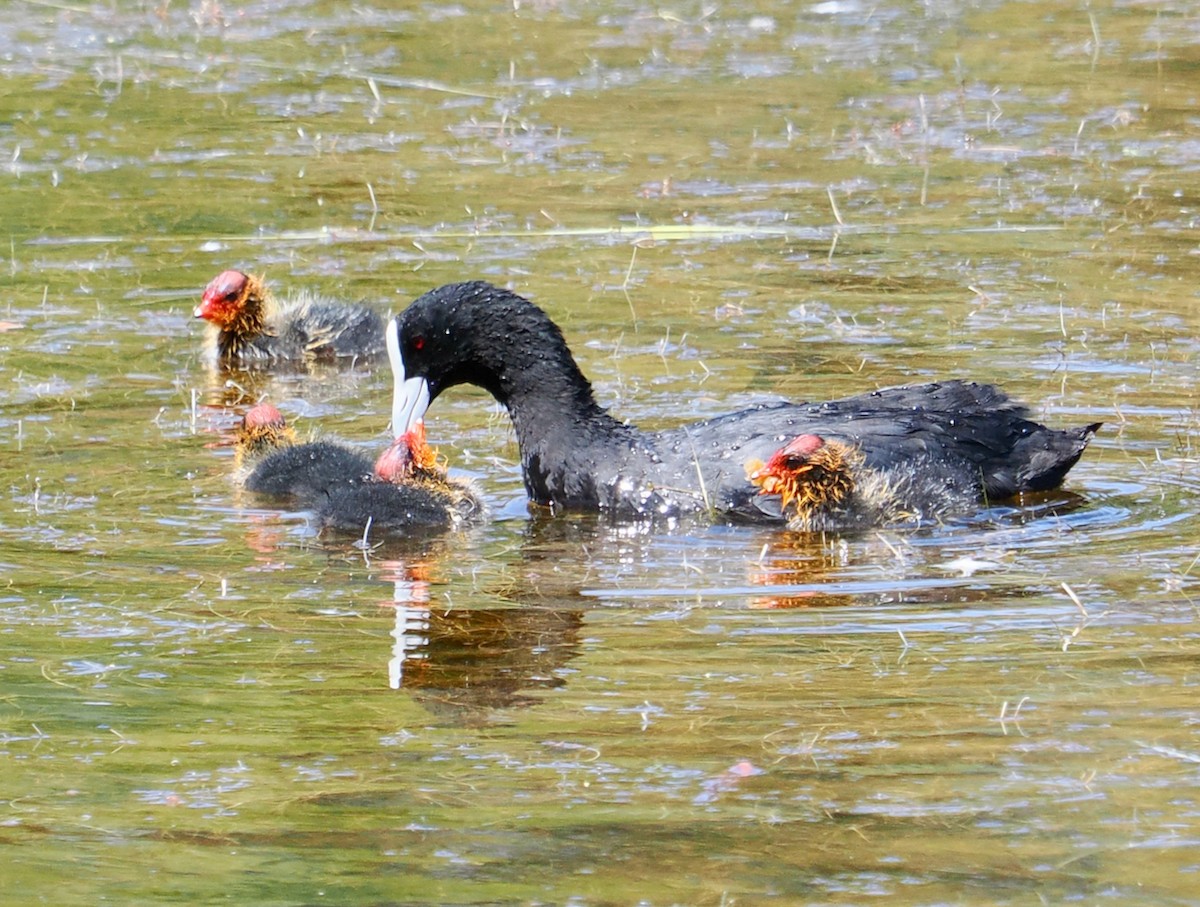 Focha Común - ML647673218