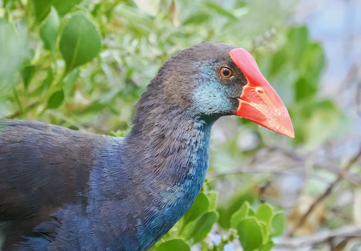 Calamón Australiano - ML647673221