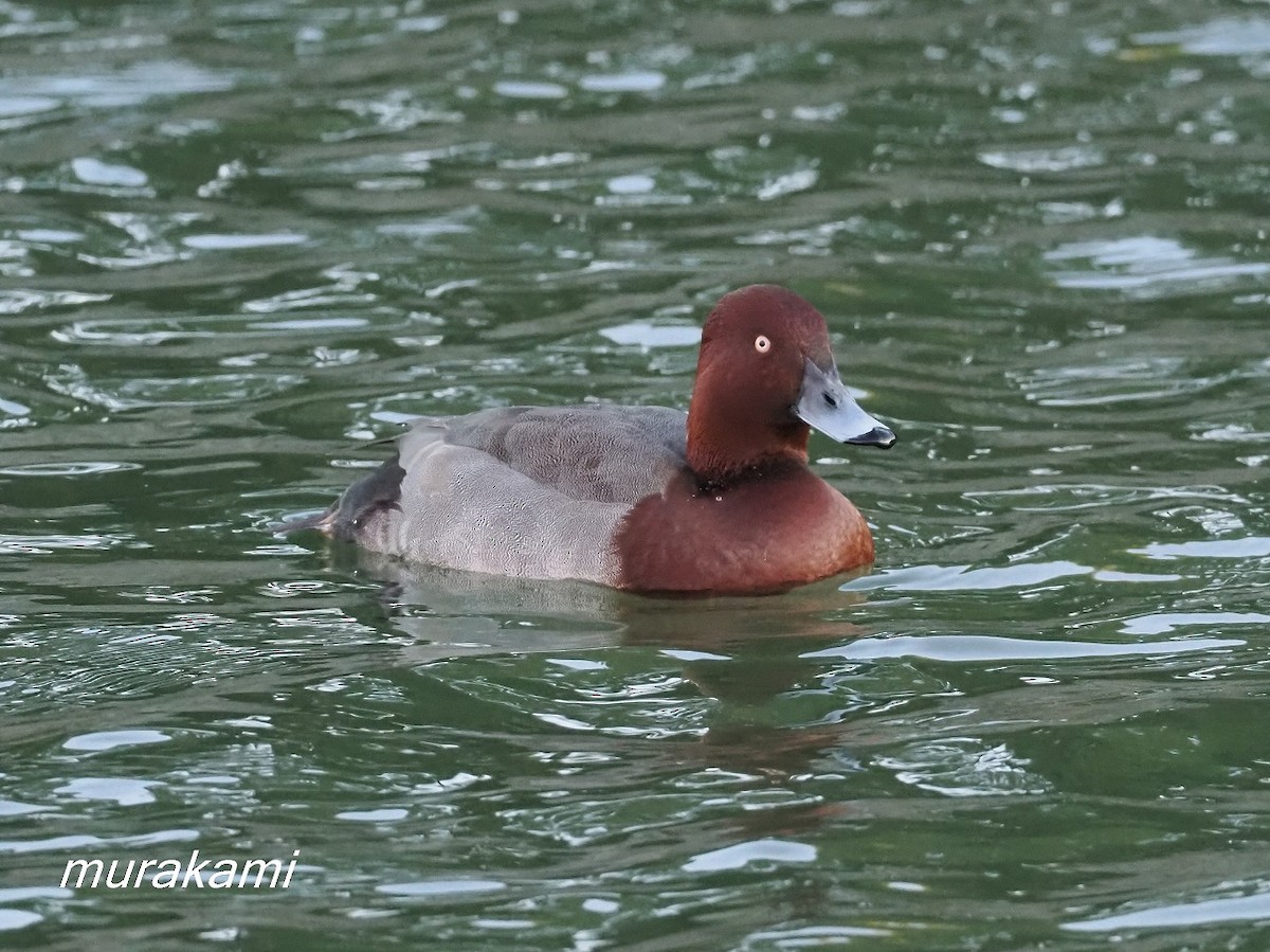 Porrón Europeo x Pardo (híbrido) - ML647673222