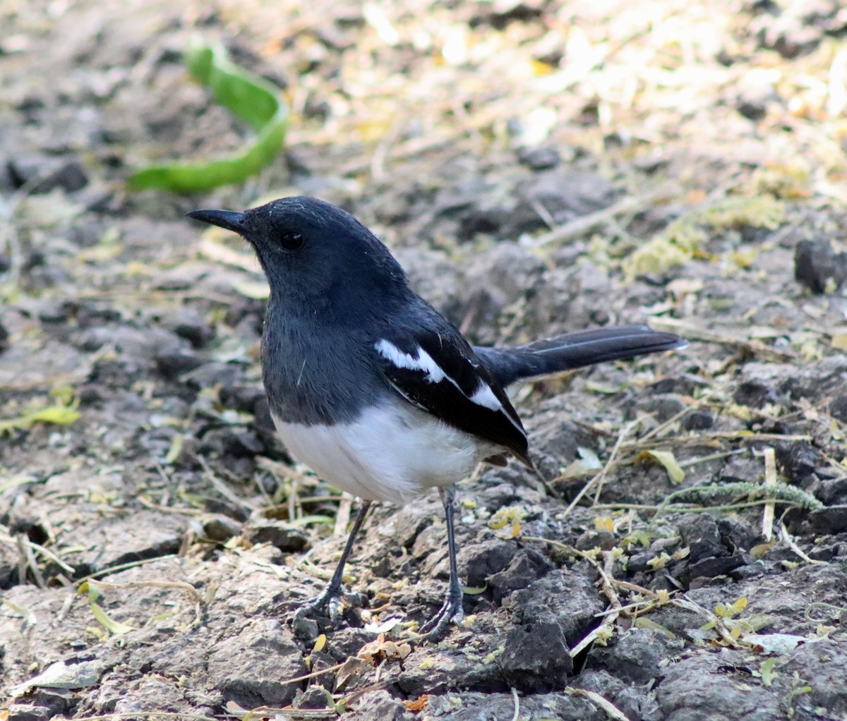 Shama Oriental - ML647673223