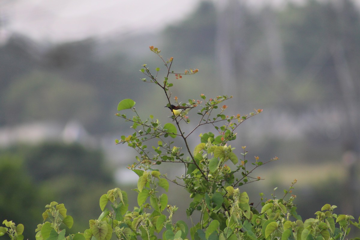 Suimanga Cingalés - ML647673227