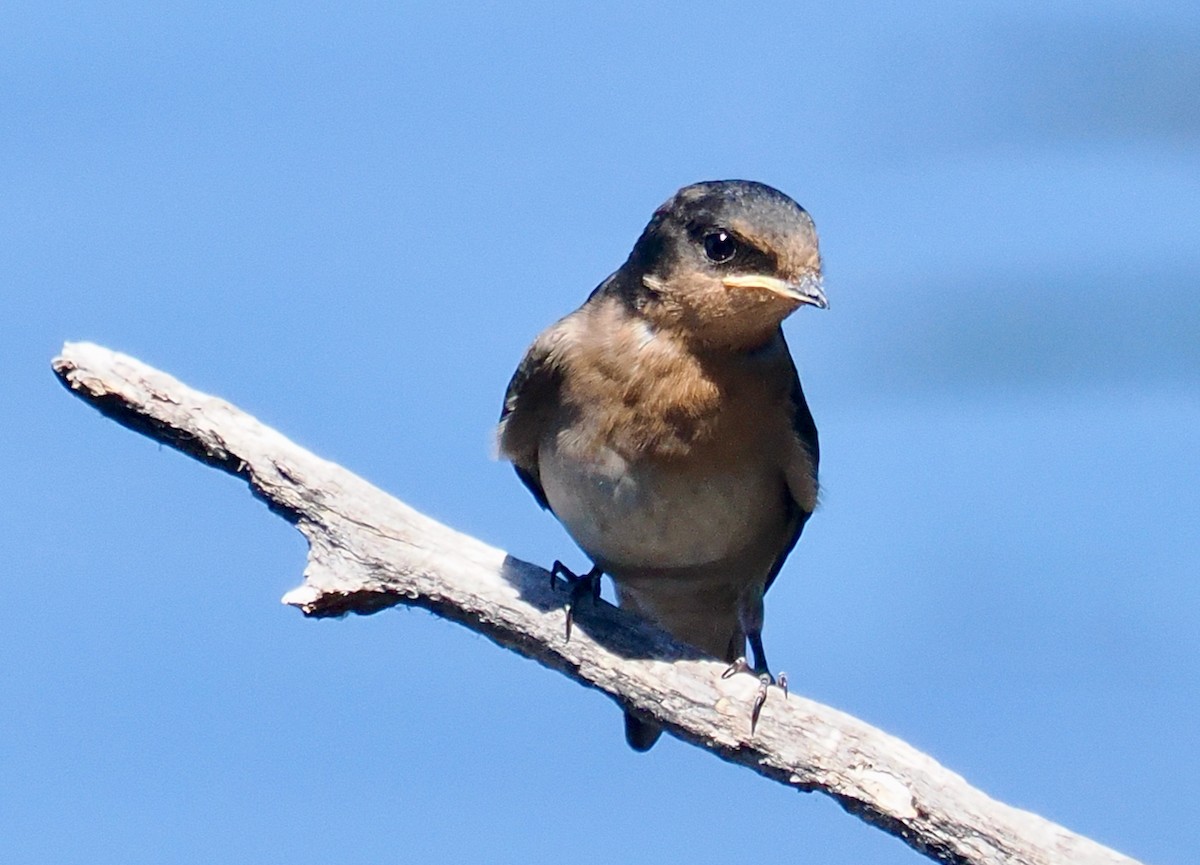 Golondrina Australiana - ML647673228