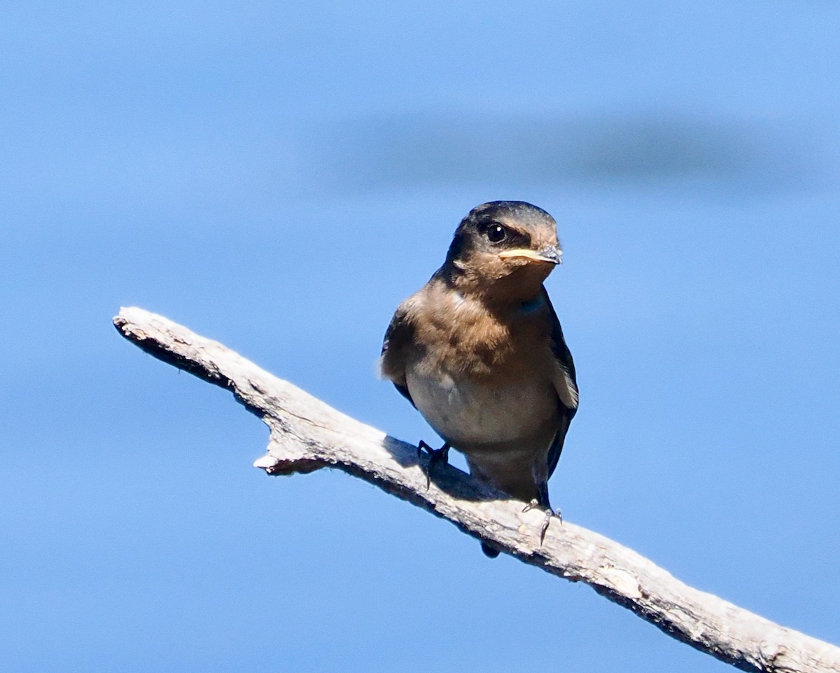 Golondrina Australiana - ML647673229
