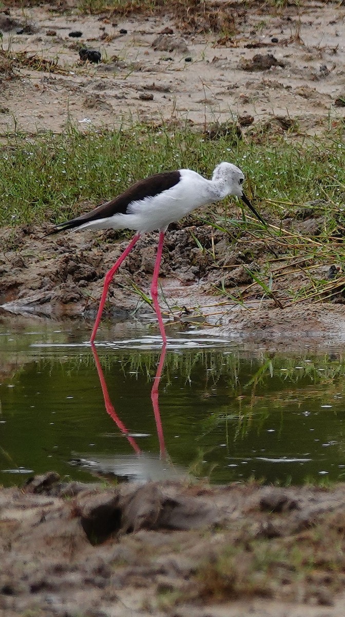 Cigüeñuela Común - ML647673230