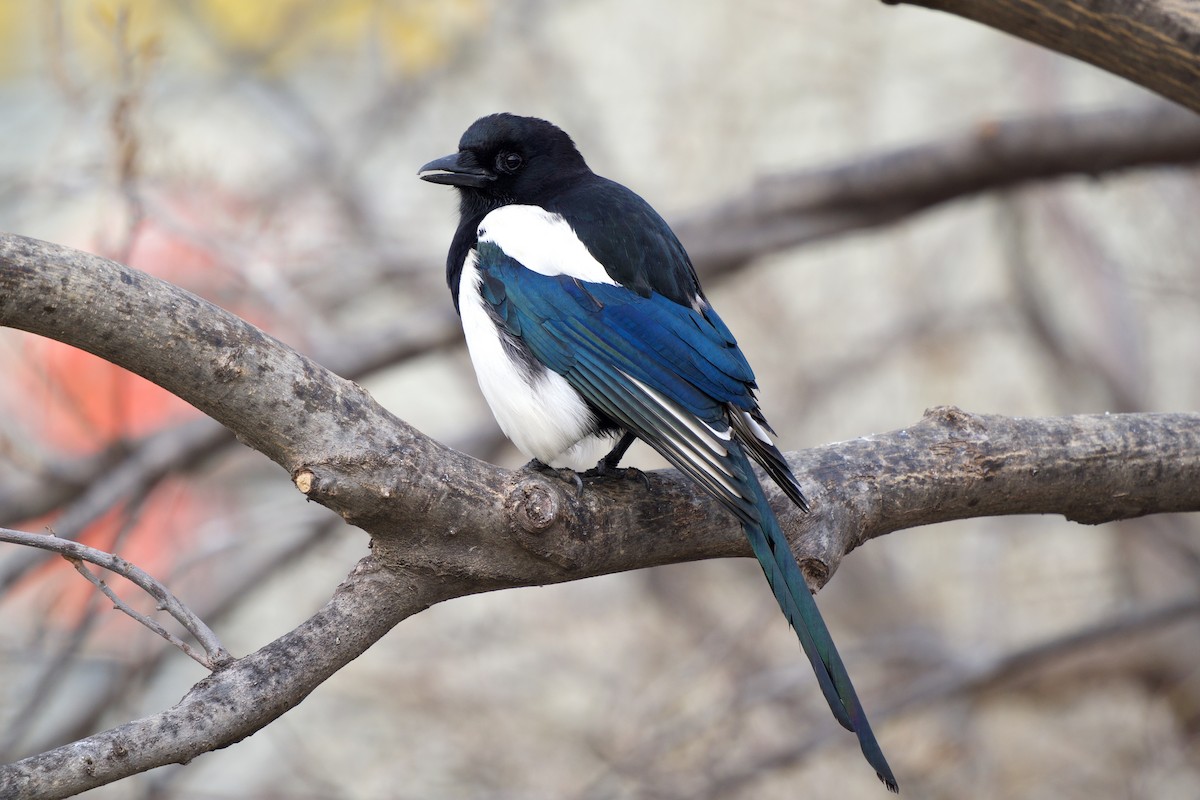 Urraca Oriental - ML647673231