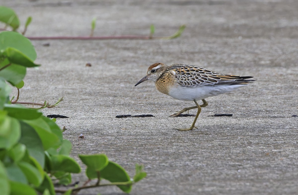 Correlimos Acuminado - ML647673234