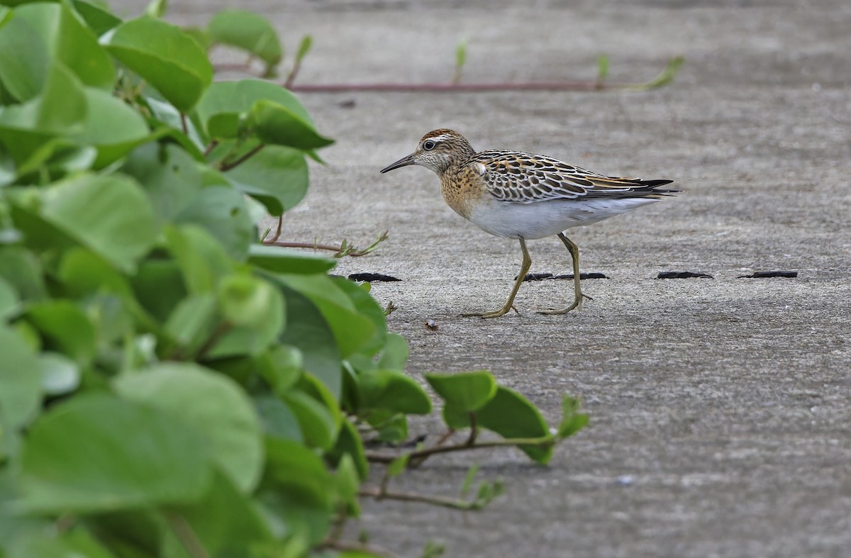 Correlimos Acuminado - ML647673235