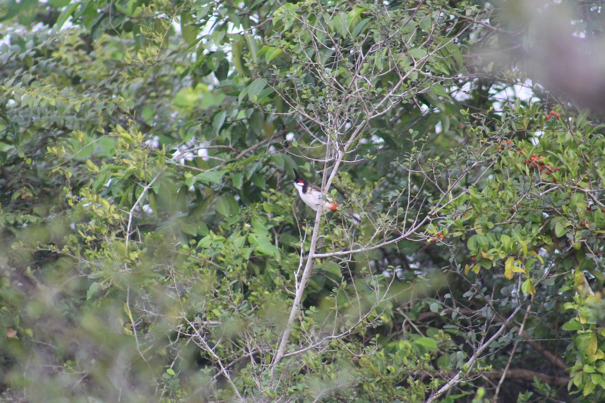 Bulbul Orfeo - ML647673236