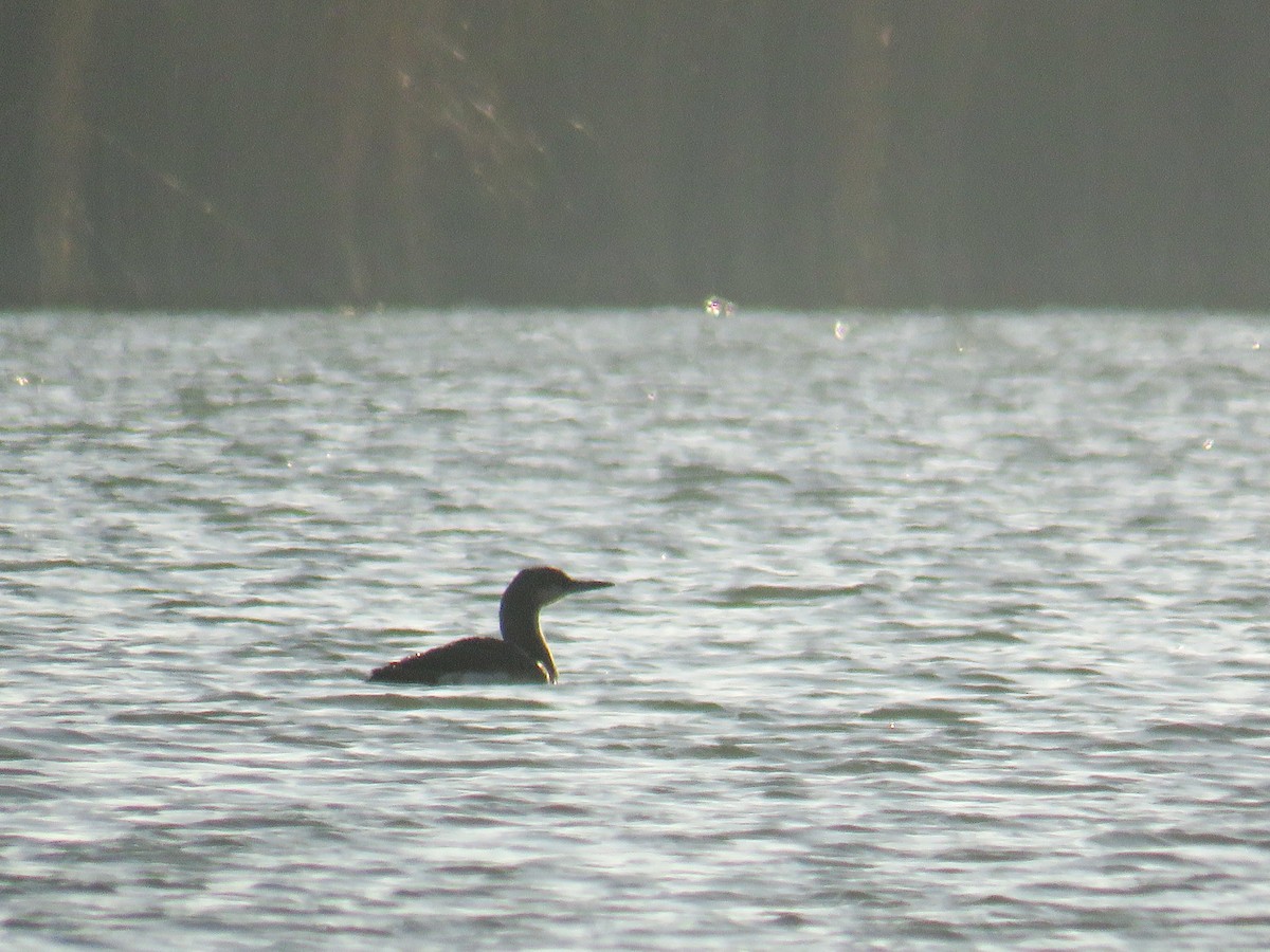Colimbo Ártico - ML647673237