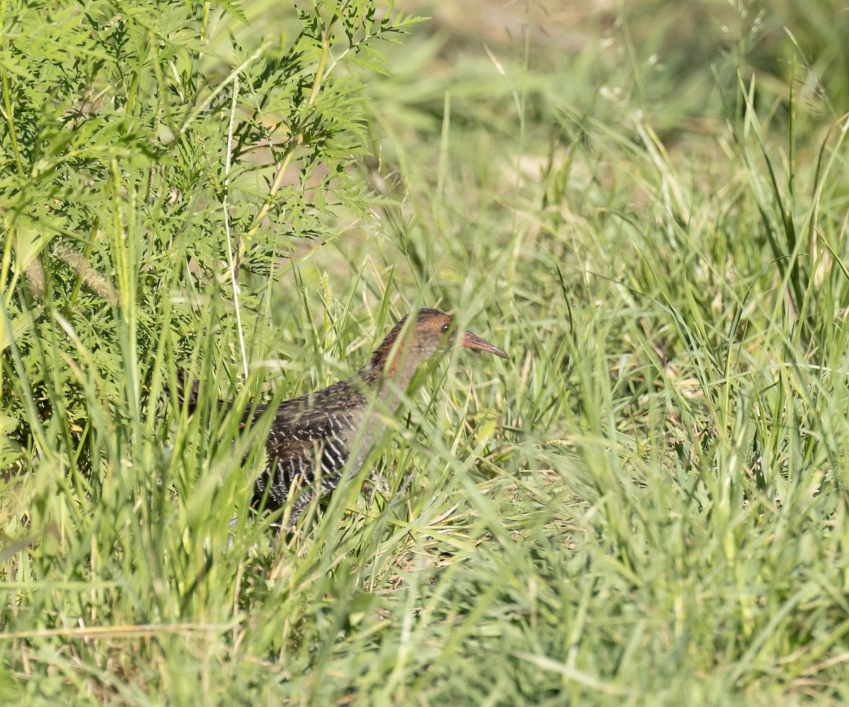 Rascón Pectoral - ML647673239