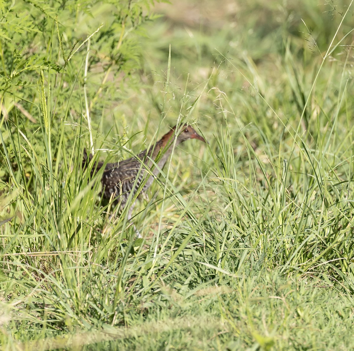 Rascón Pectoral - ML647673240