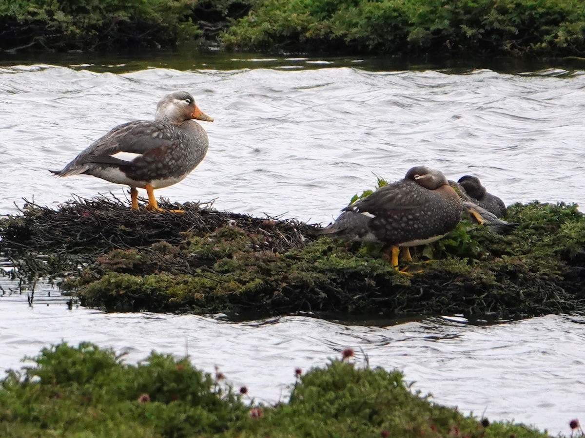 Quetro Volador - ML647673245