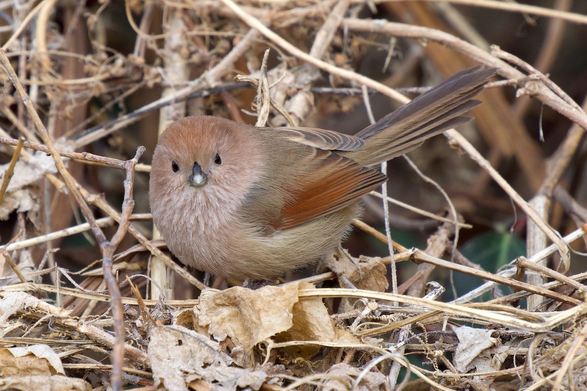 Picoloro de Webb - ML647673246