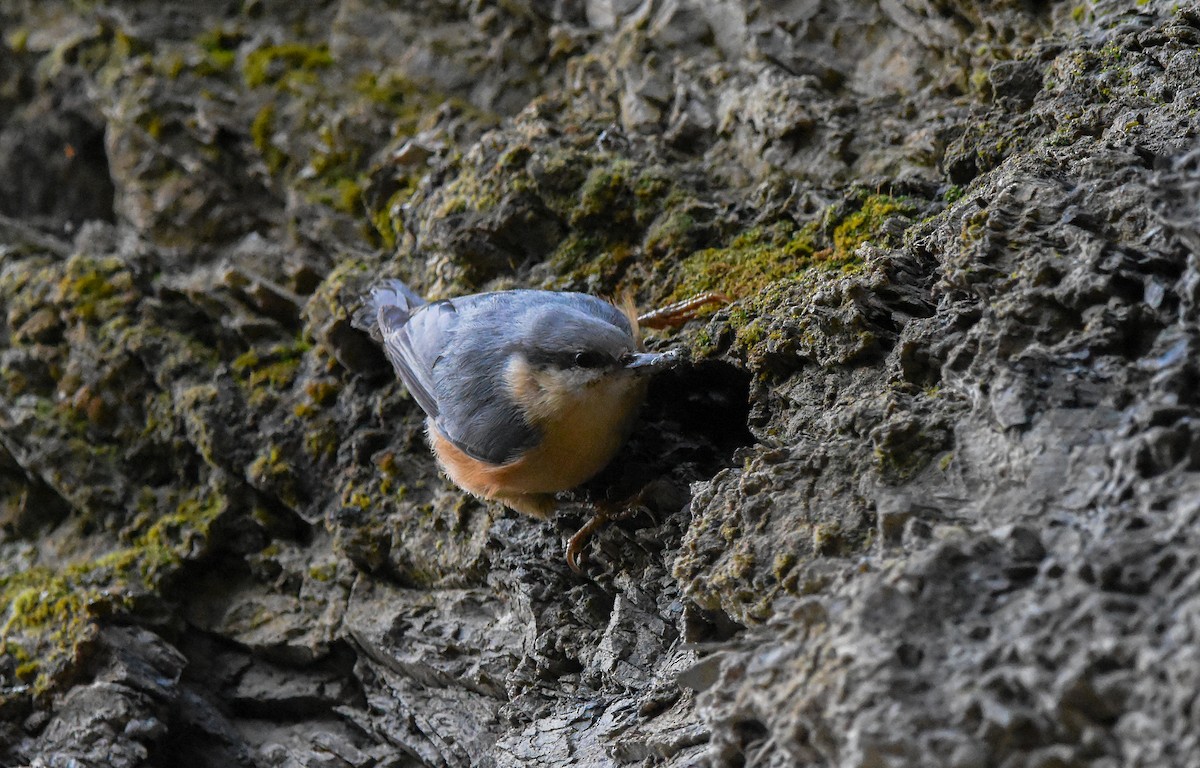 Eurasian Nuthatch - ML647673280