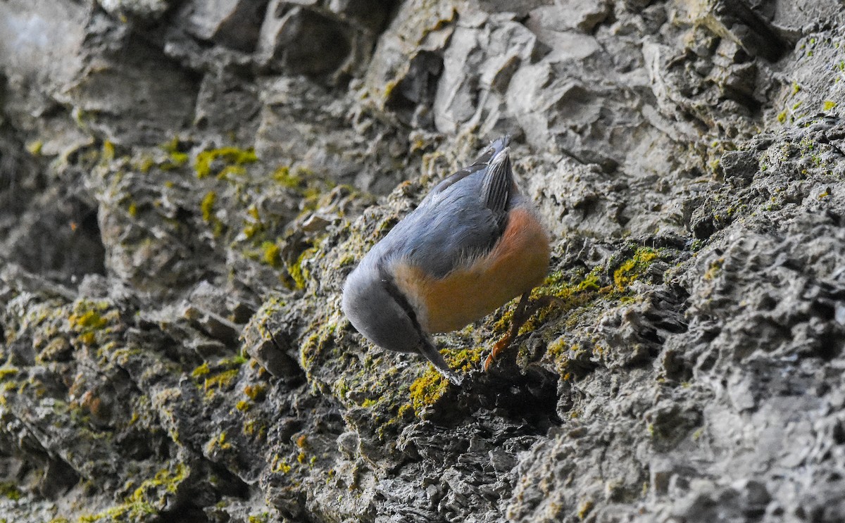 Eurasian Nuthatch - ML647673281