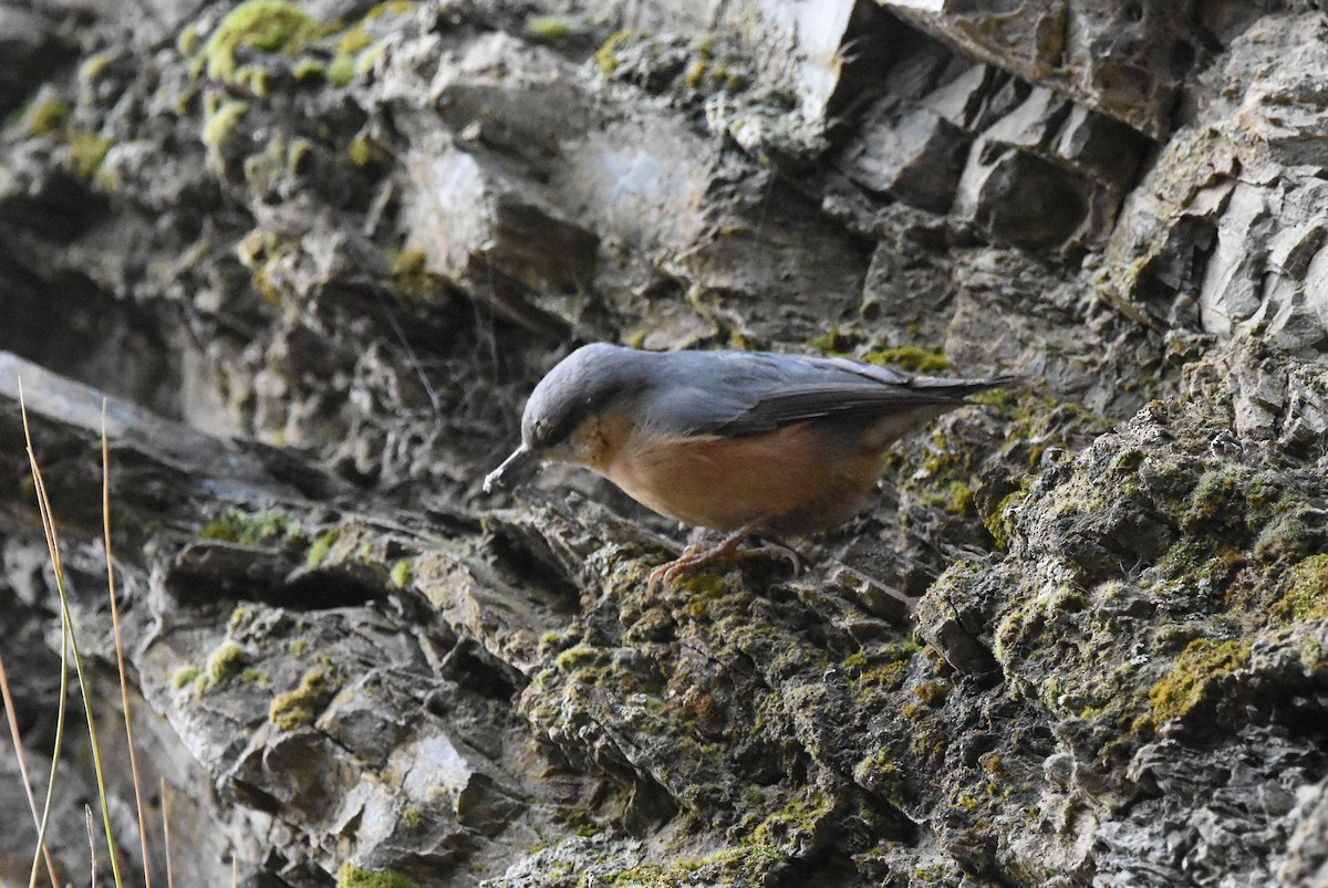 Eurasian Nuthatch - ML647673283