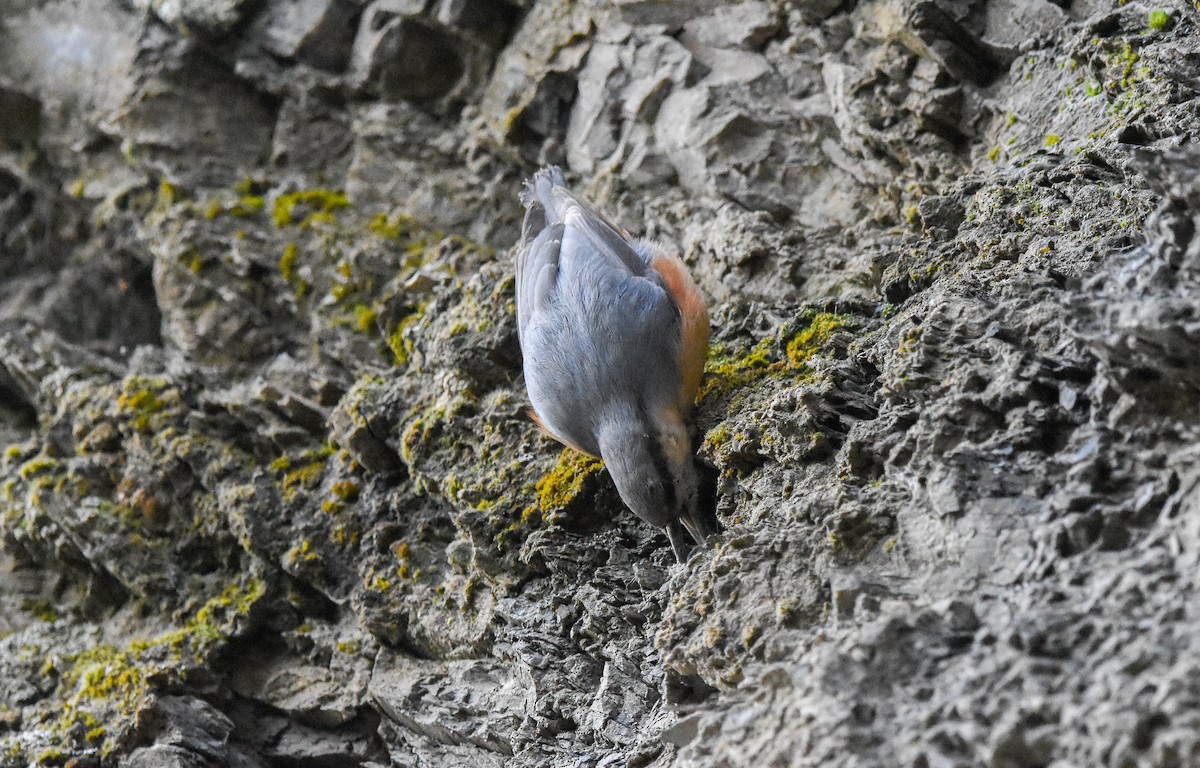Eurasian Nuthatch - ML647673284