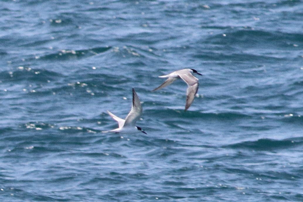 Common Tern - ML647673285